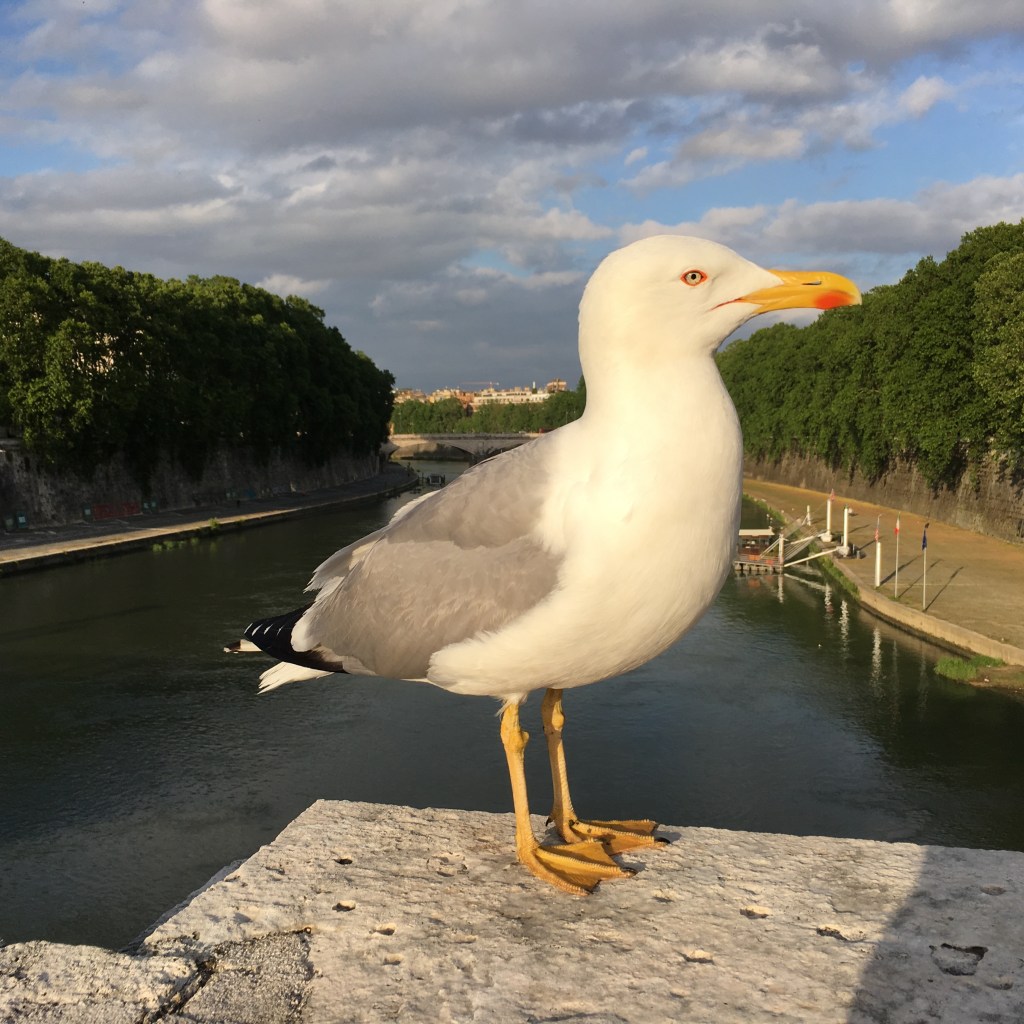 Happy Seagull