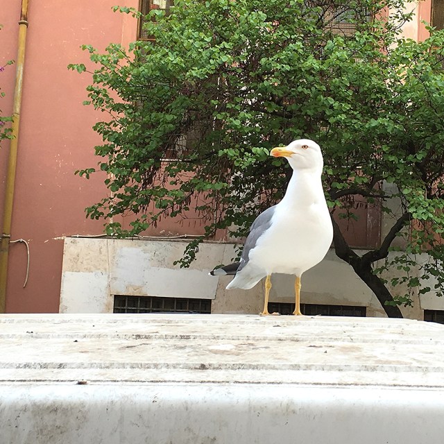 seagull