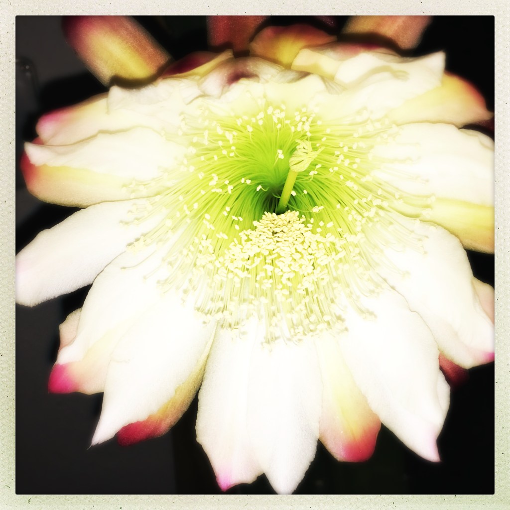 Say it with a Flower&nbsp;3