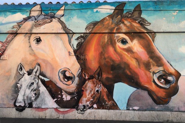 urban-horses