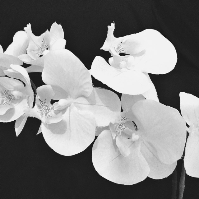 flowers_bw