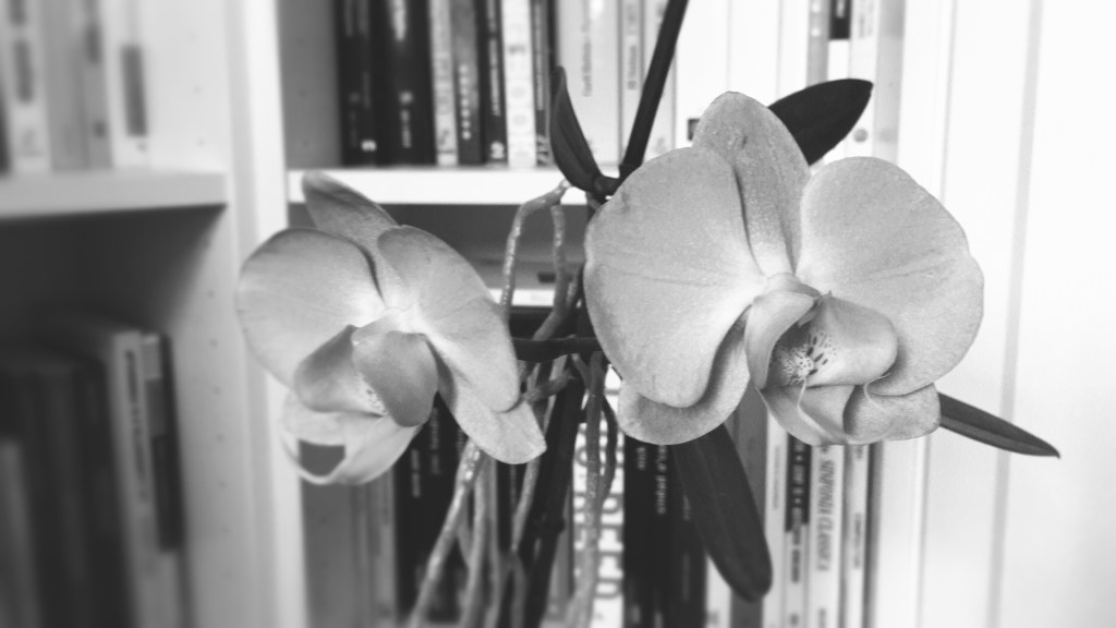 Orchids