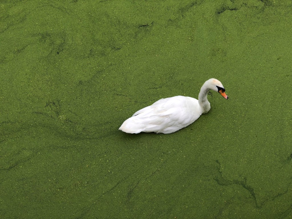 The Swan