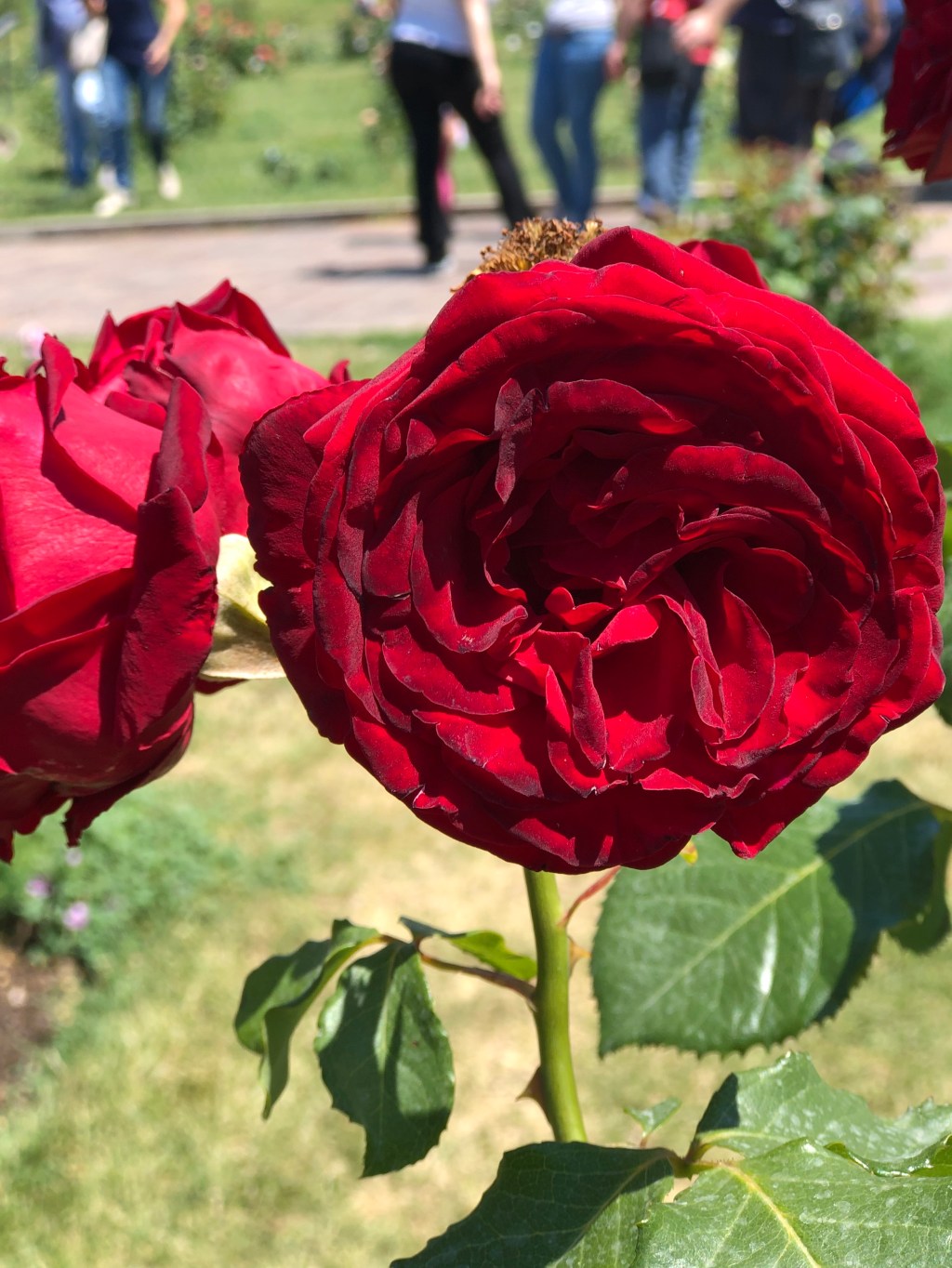 Roseto comunale di Roma&nbsp;2