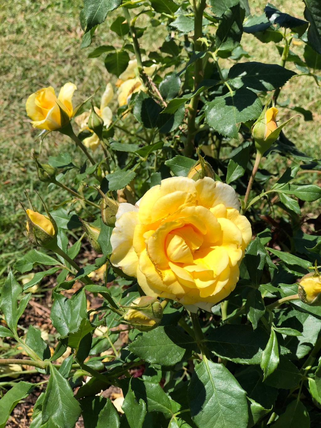 Roseto comunale di Roma 3