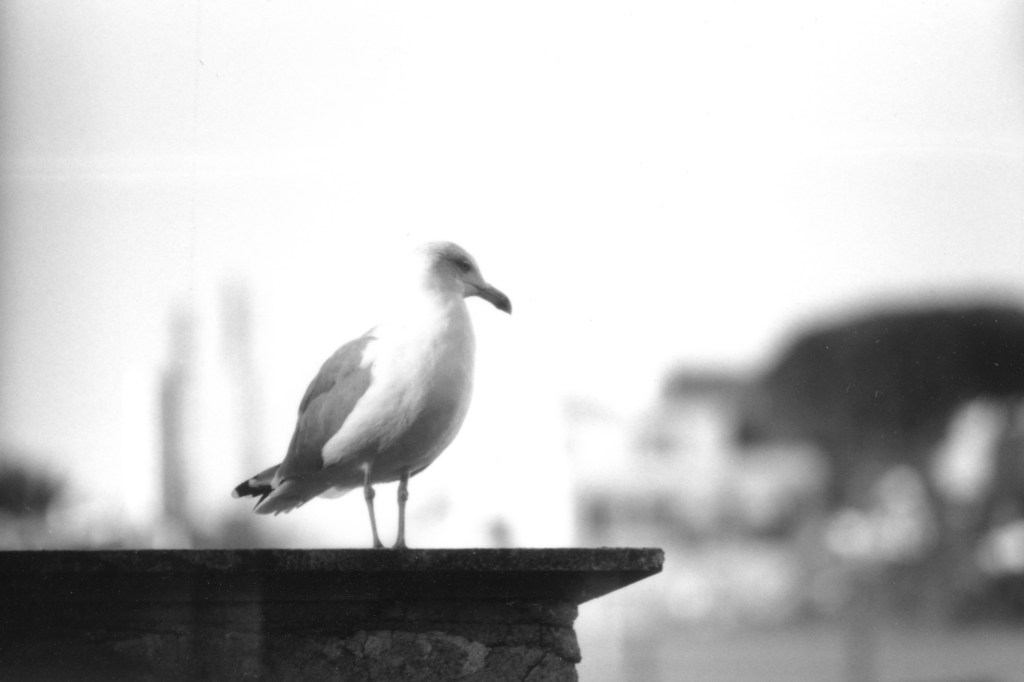 Seagull on the&nbsp;Roof