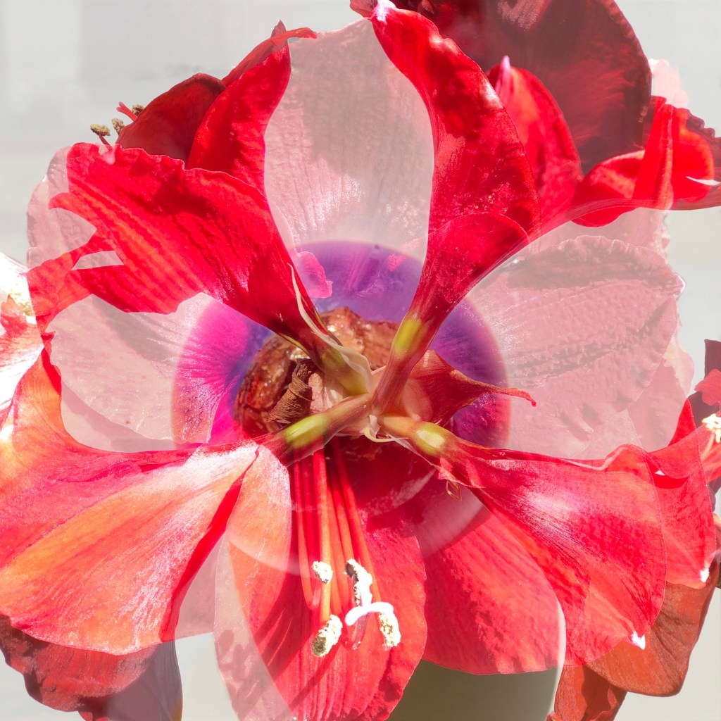Amaryllis